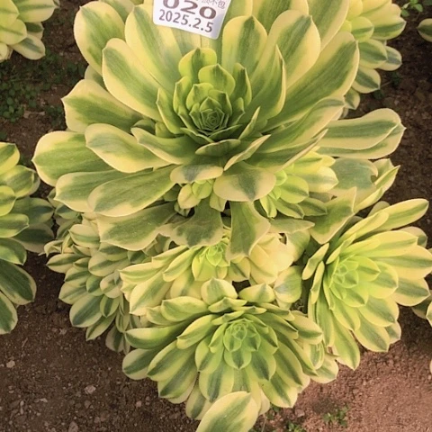 芳2.5-20金丝翡翠多肉植物