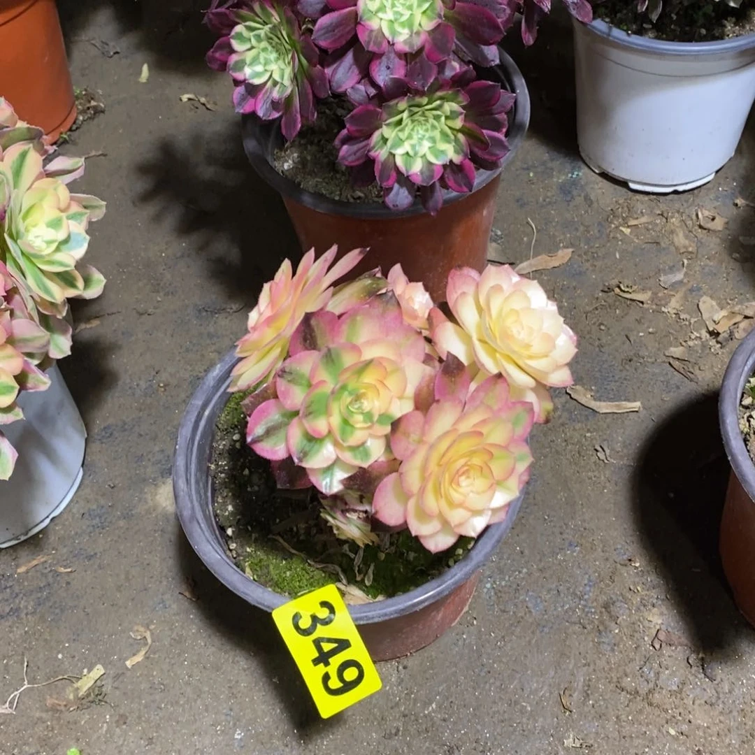 荔枝多肉法师有砍349