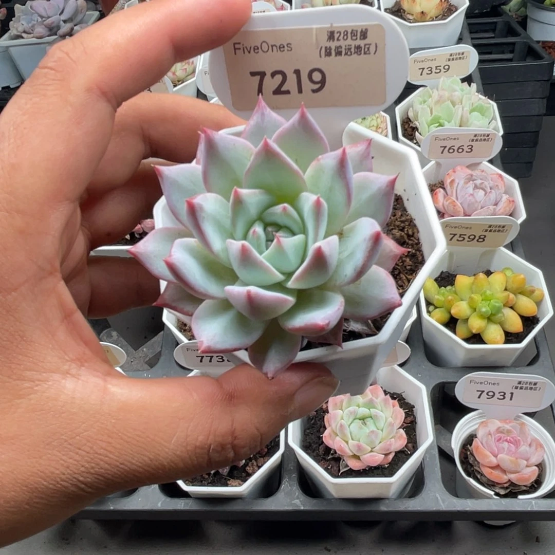 7219粉蓝鸟5.0厘米