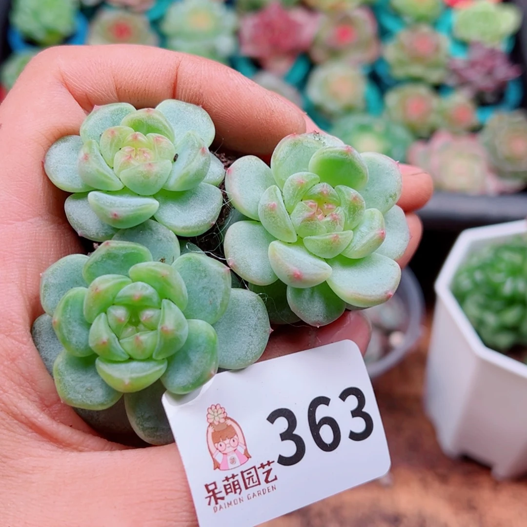多肉植物多肉植物