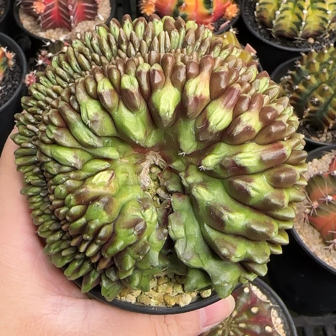 N41-1227泰国米哈貘缀化