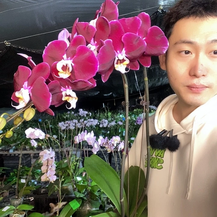 无花朵幻影4.5寸带花