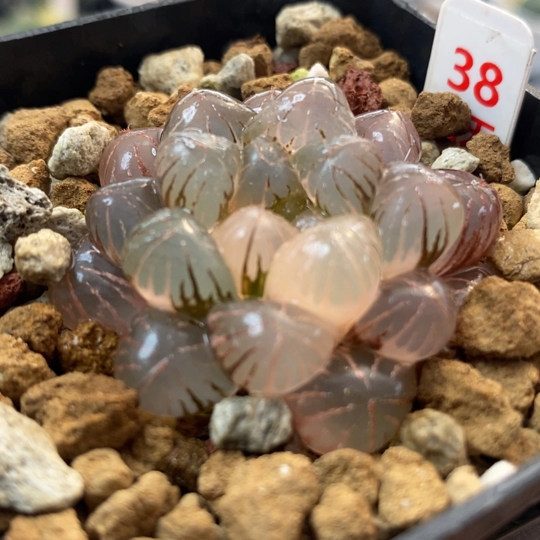 38姬玉露锦一物一拍