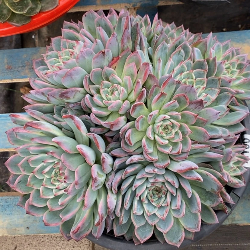 【闪购商品】朵*朵多肉植物