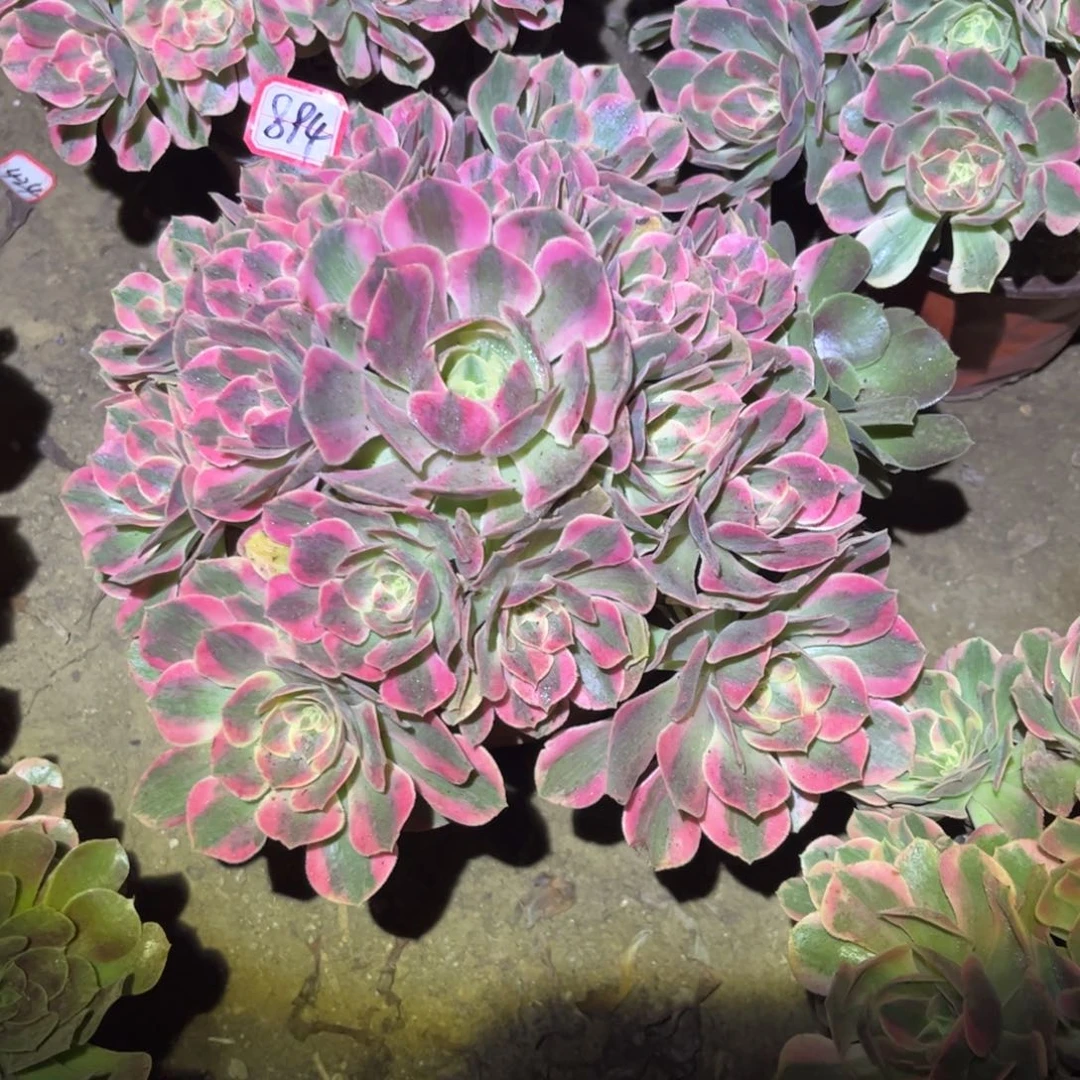 894多肉植物女妖花脸