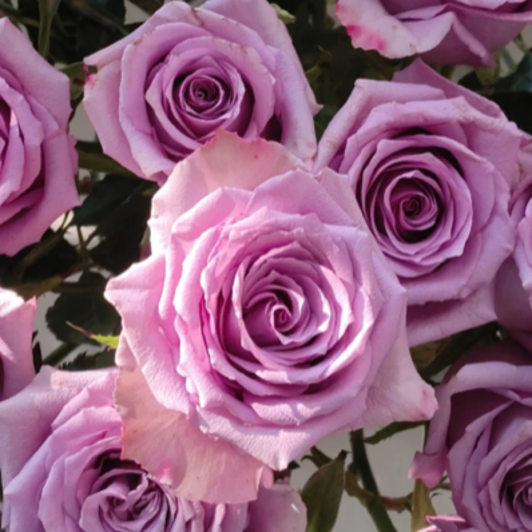 【紫霞仙子10枝】任意两单包邮到家山东北京河北今天拍明天到