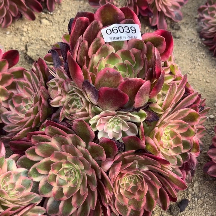 06039云荷多肉植物