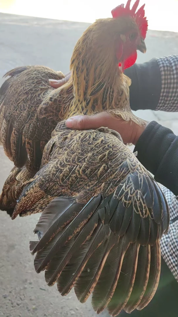 沂蒙山农家自家散养溜达吃虫小母鸡