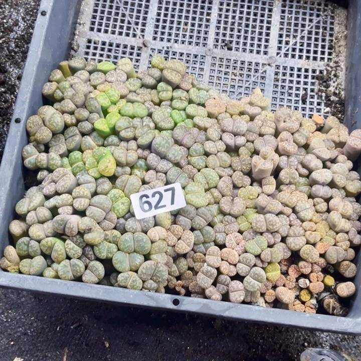 7**～627脱土生石花一物一图如图