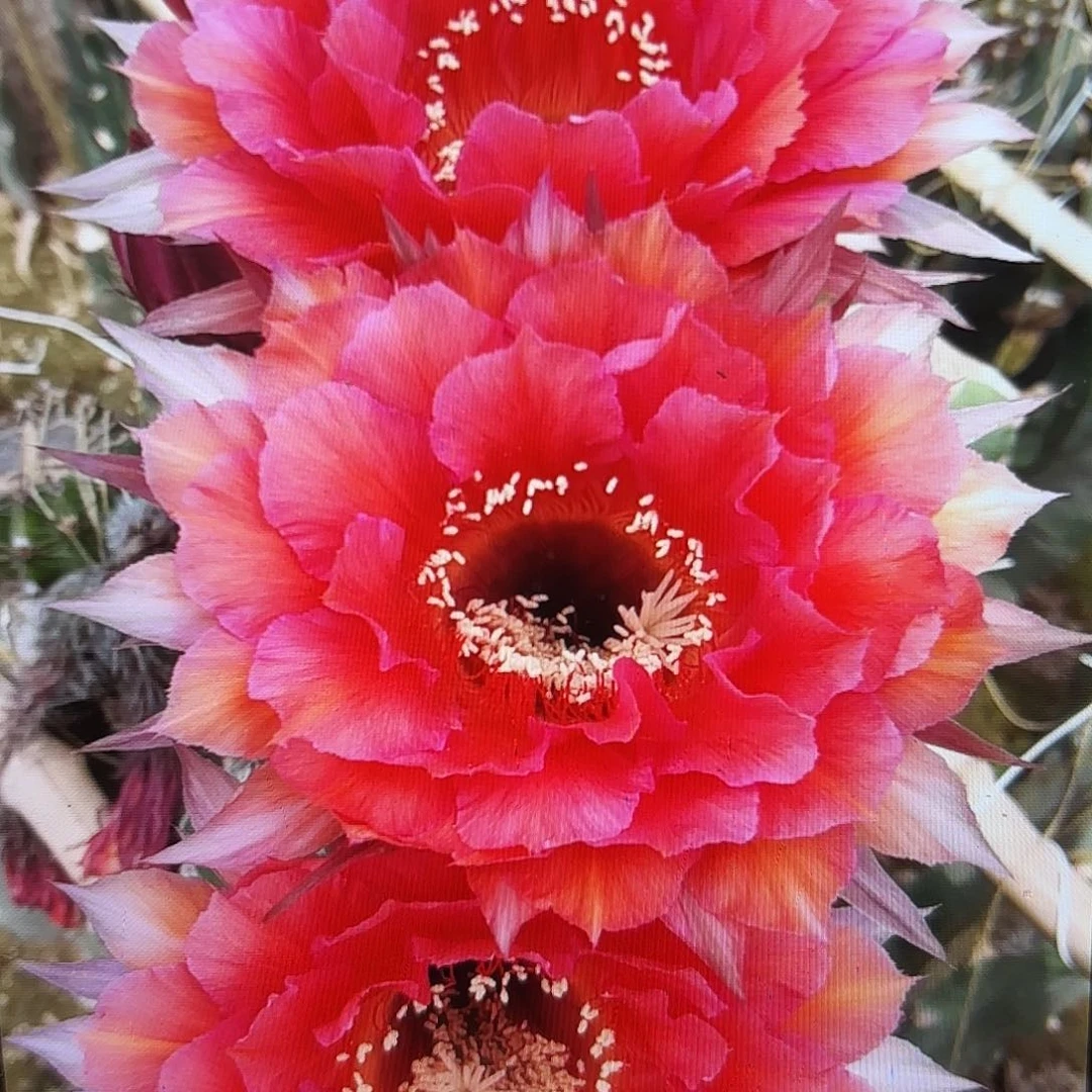 万人迷彩侧牙20包邮50