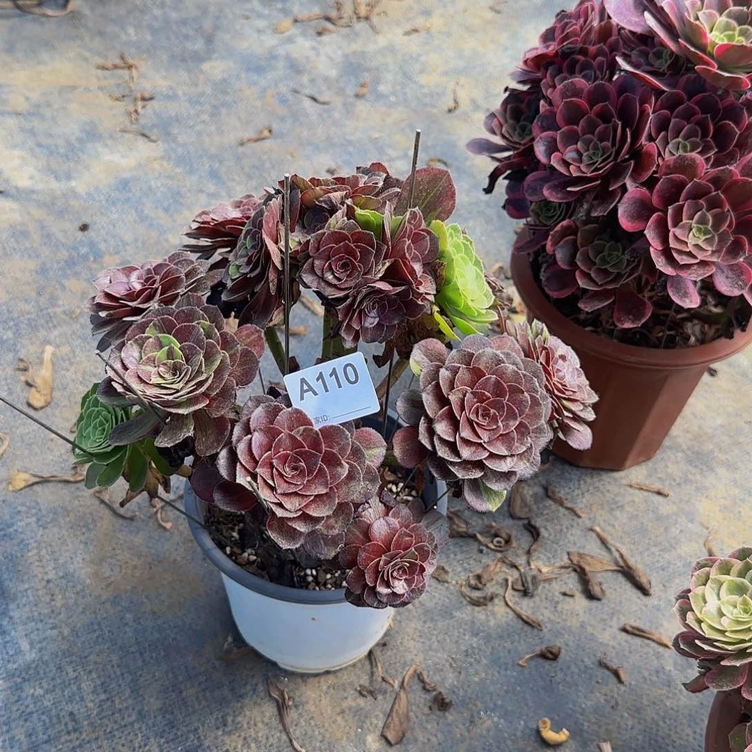 无花朵110花月夜多肉