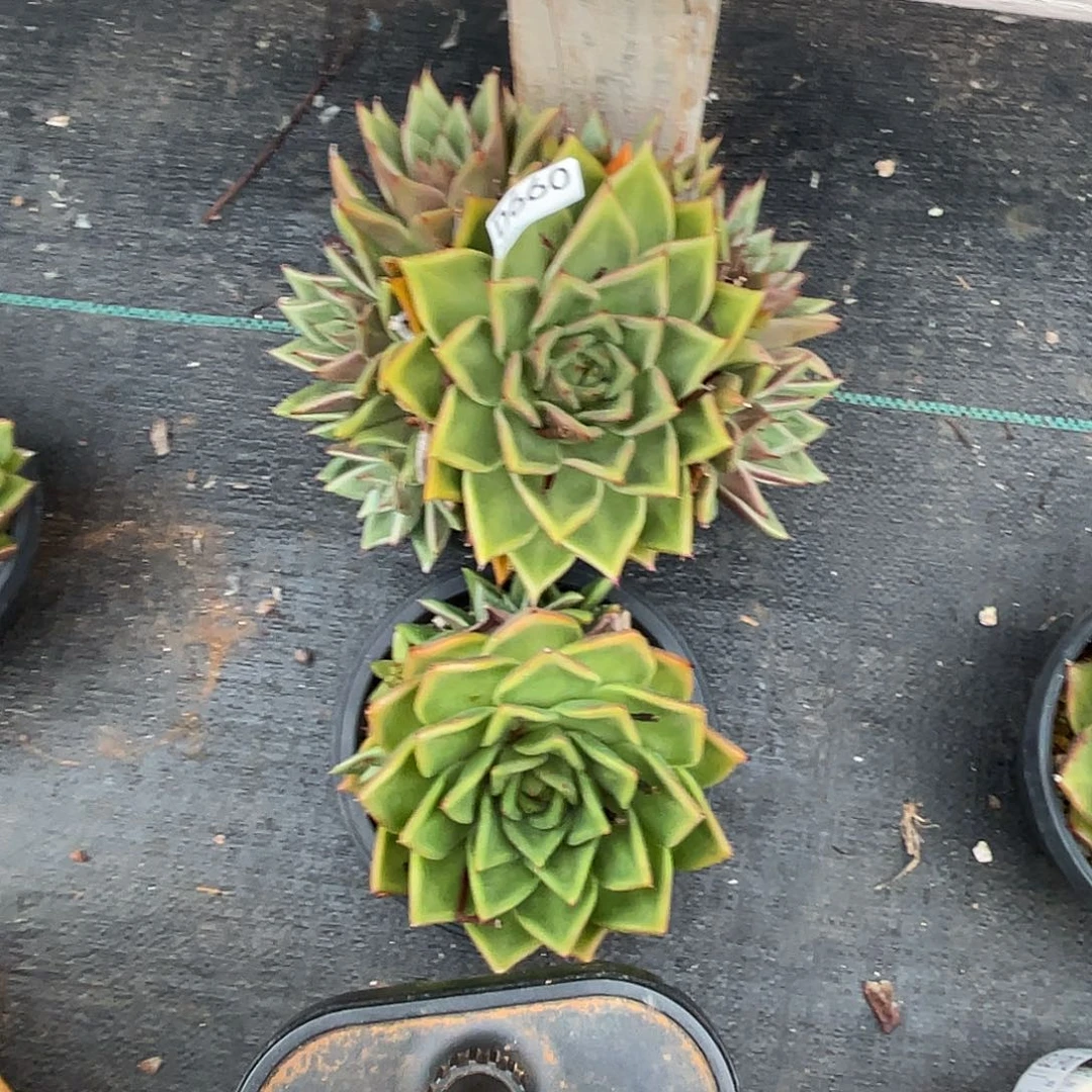 若如东云组拍D660