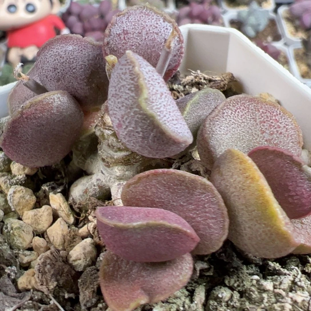 无花朵锦鲤磨砂蛋多头纯木质桩多肉植物