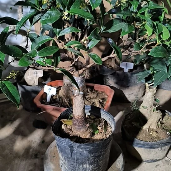 旭***升完全开放四季桂花