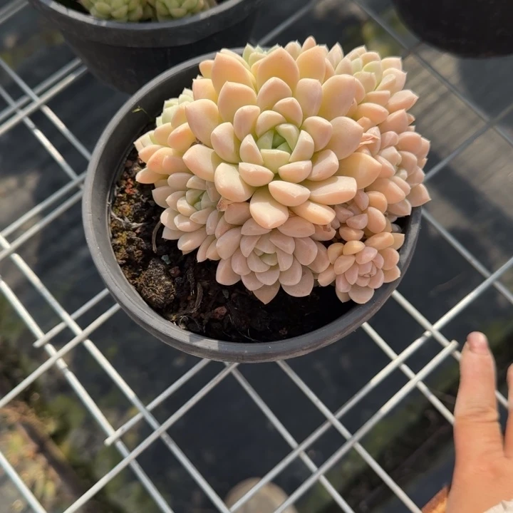 奶油多肉完美捧花