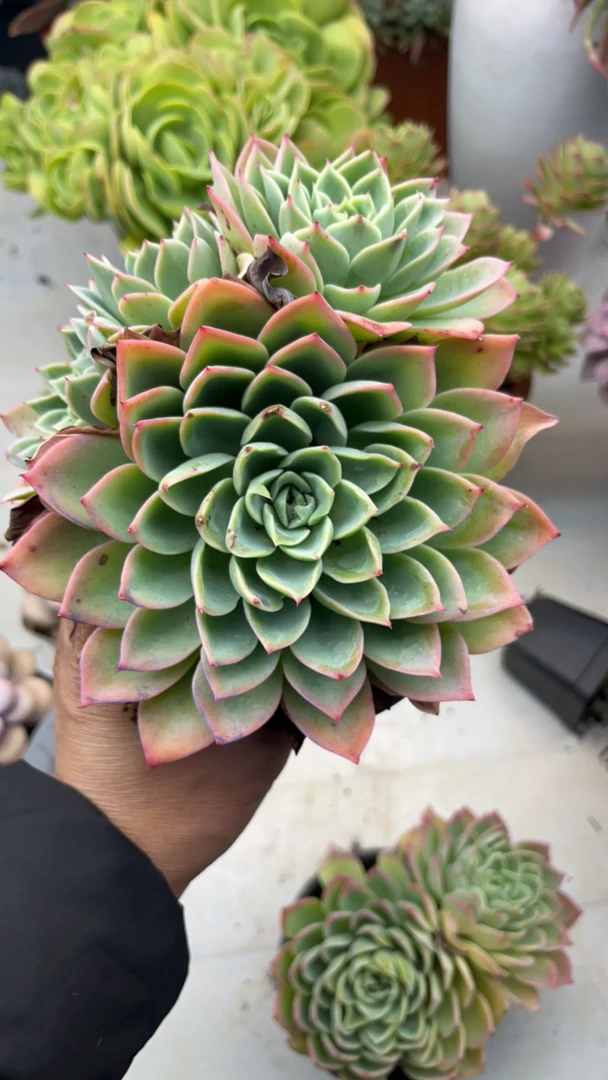 三色堇小老桩 多肉植物