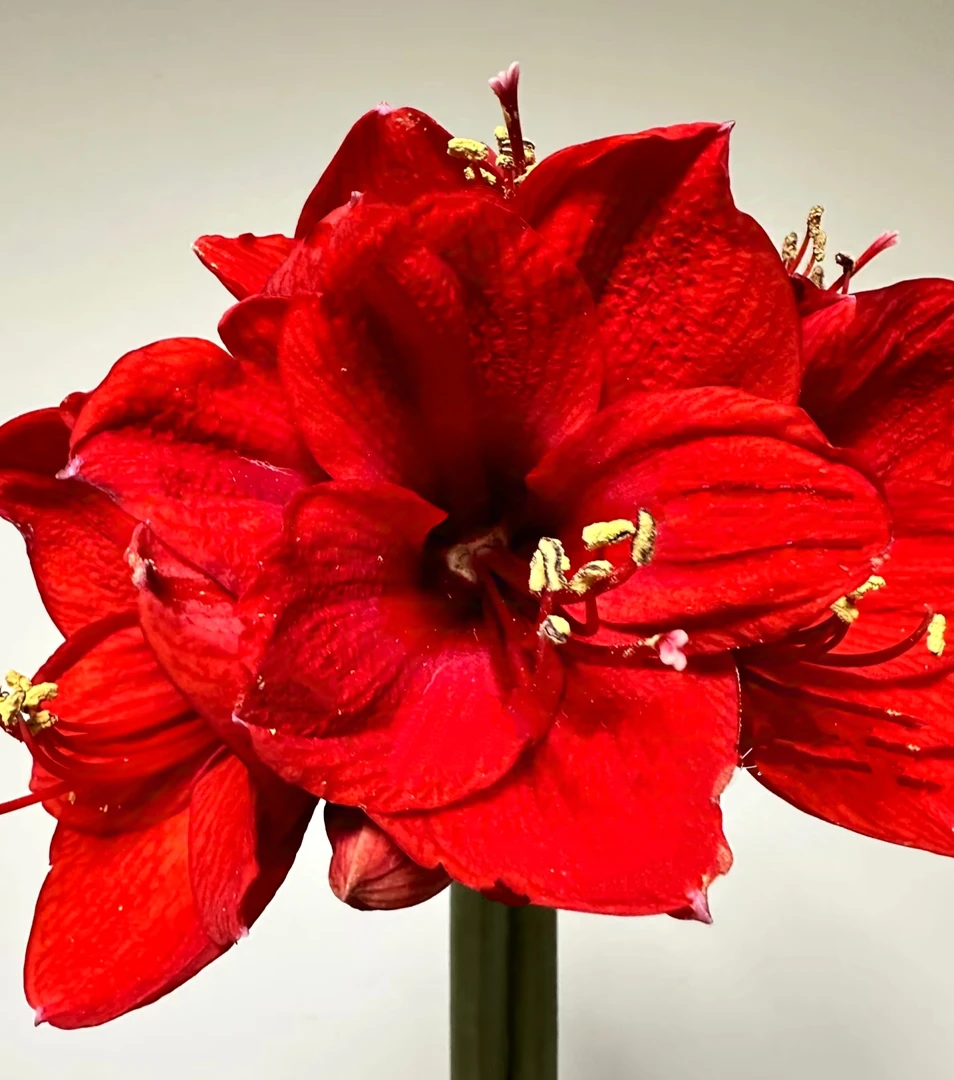 【鸿飞专属】红狮朱顶红8厘米1颗（买5送1）单瓣种球红色爆花 云南