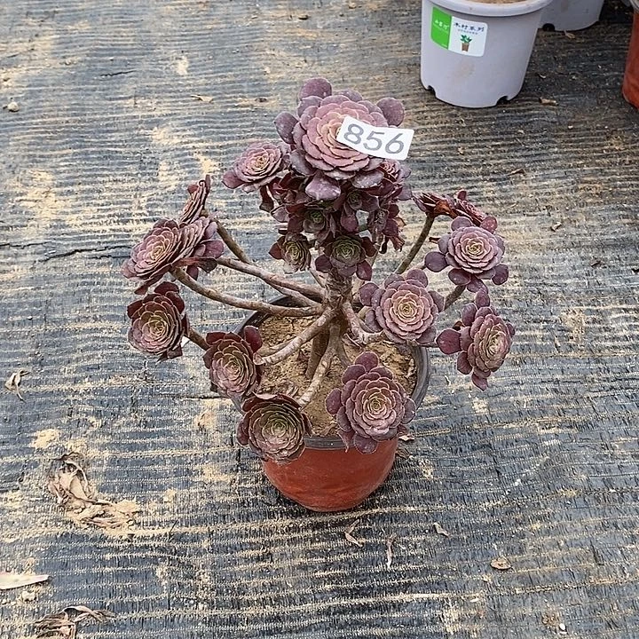 856，黑暗萝莉1346778999999