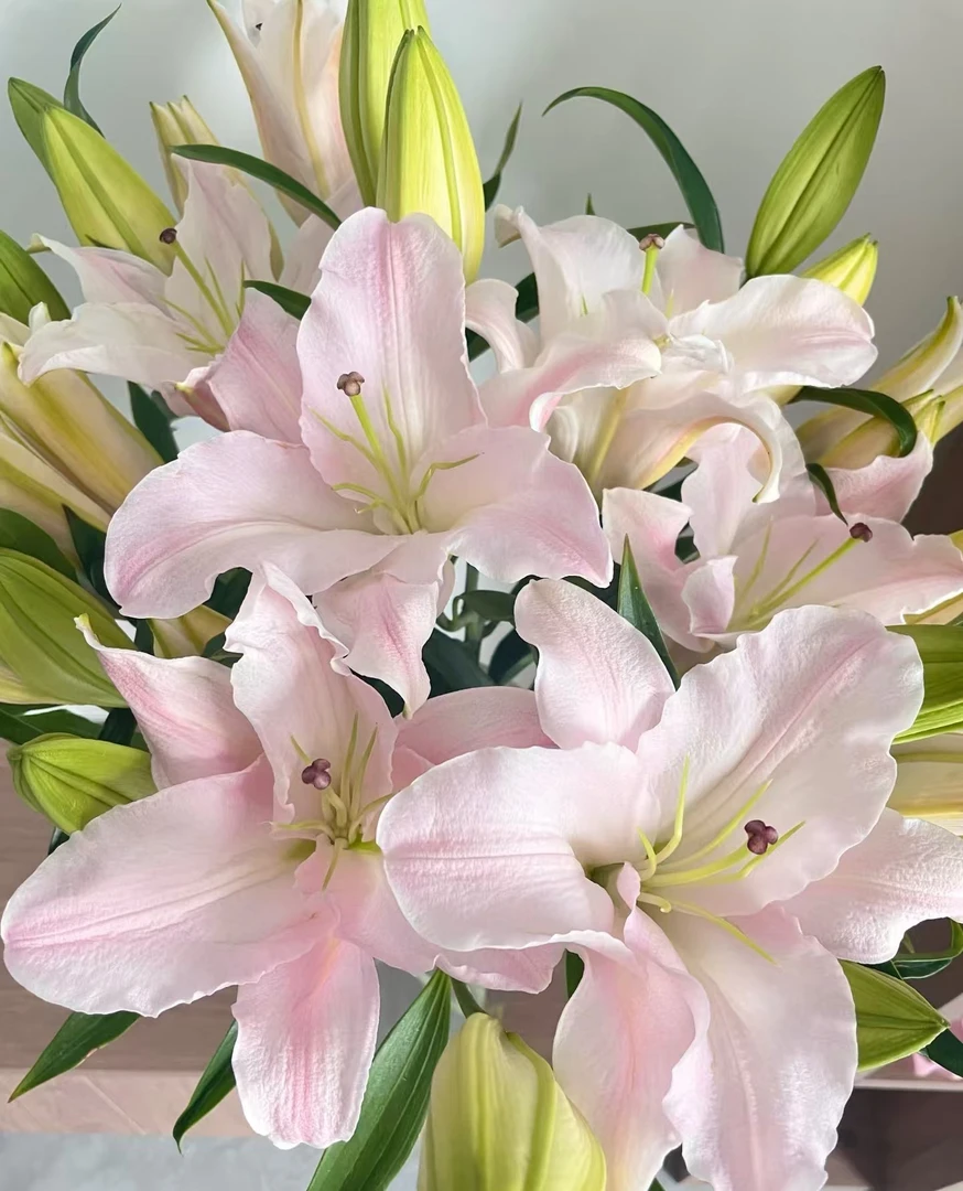 【小王】二头粉天使百合 云南鲜花