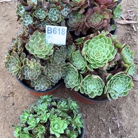 青***草618五颗法师多肉植物