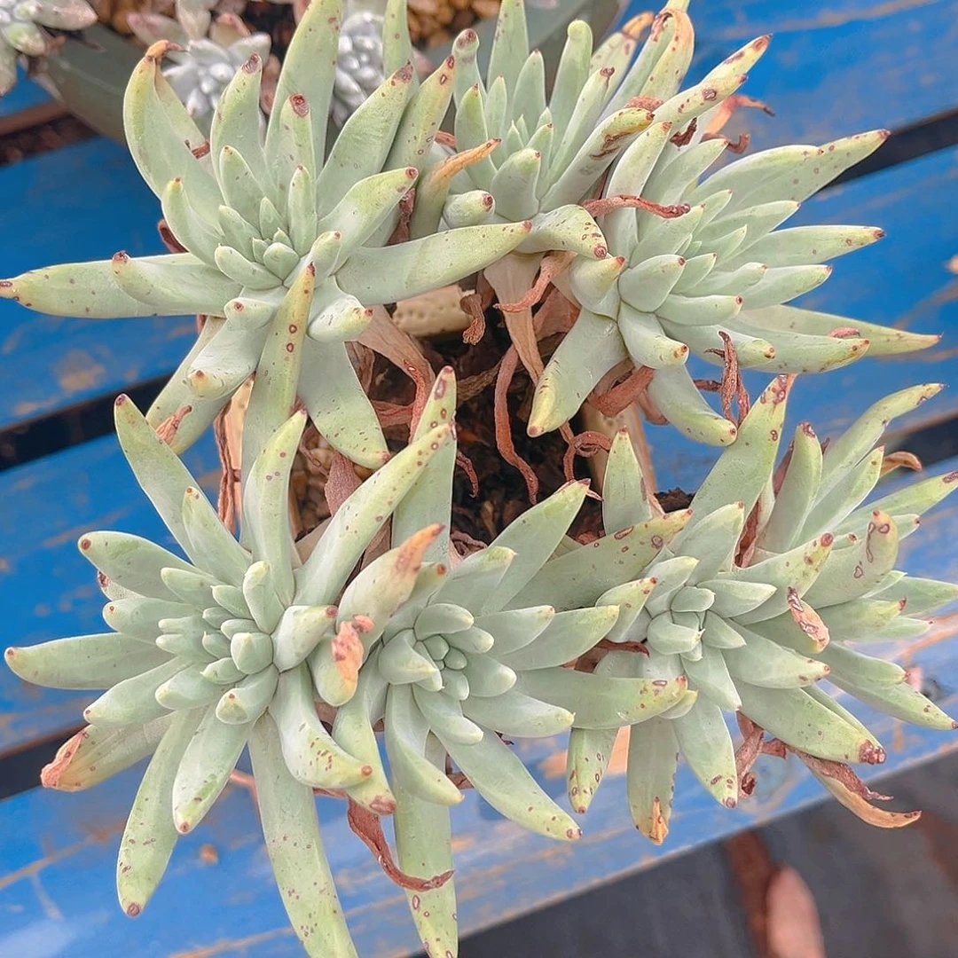 阿尔比杂白菊多头老朱