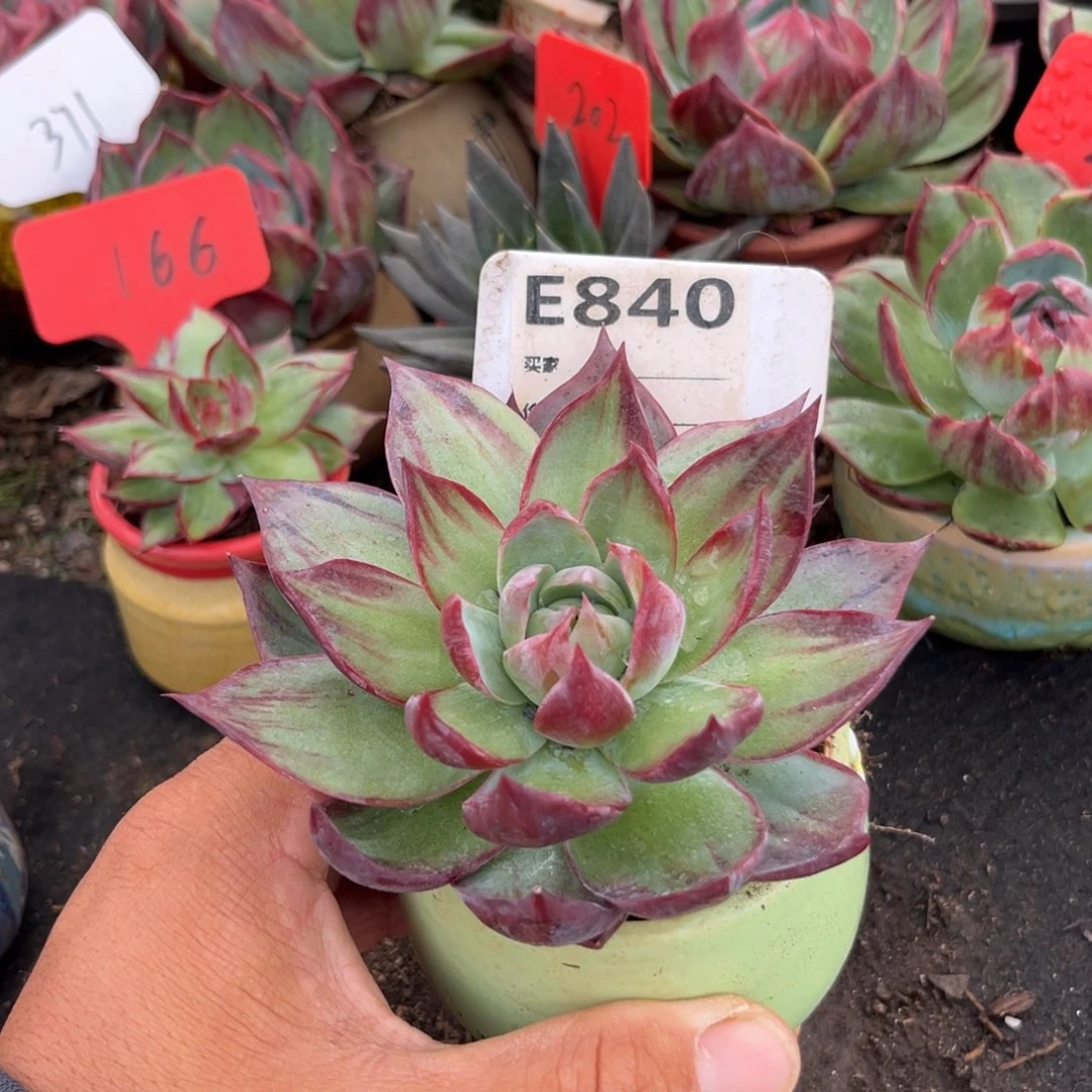 惊鸿仙子多肉植物840