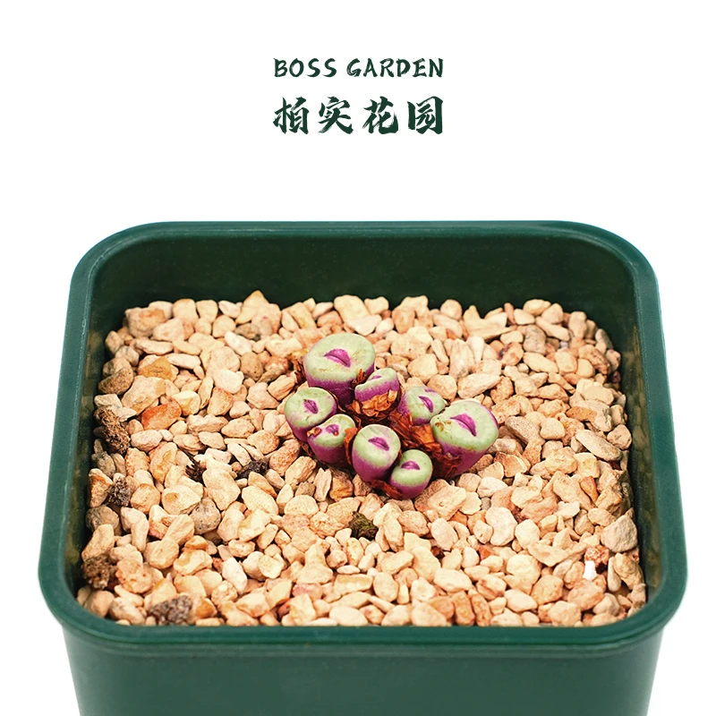 【柏实花园】小红嘴阳台盆栽多肉植物