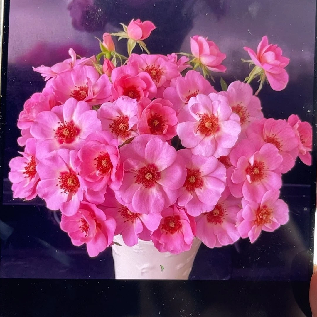 全部花苞青幕谷（桃花映雪）一扎