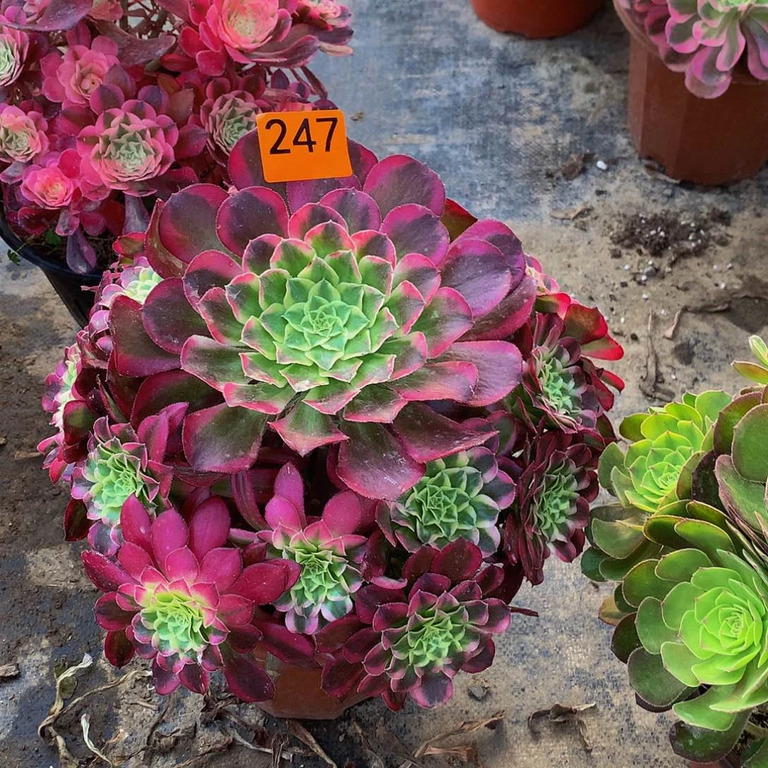 多肉天河嫩桩247