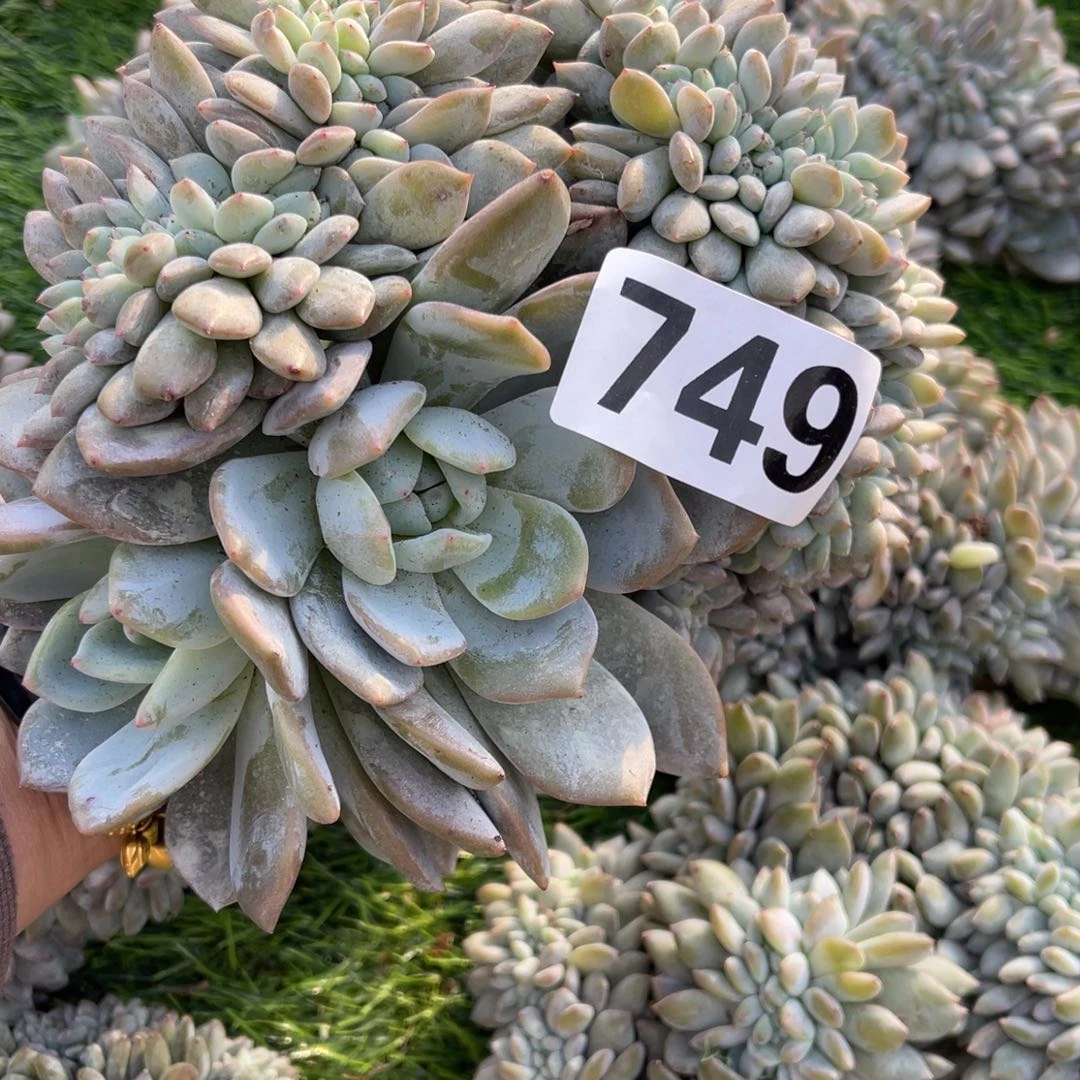 749号188898988899999