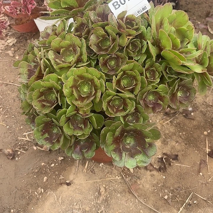 078万朵朵多肉植物
