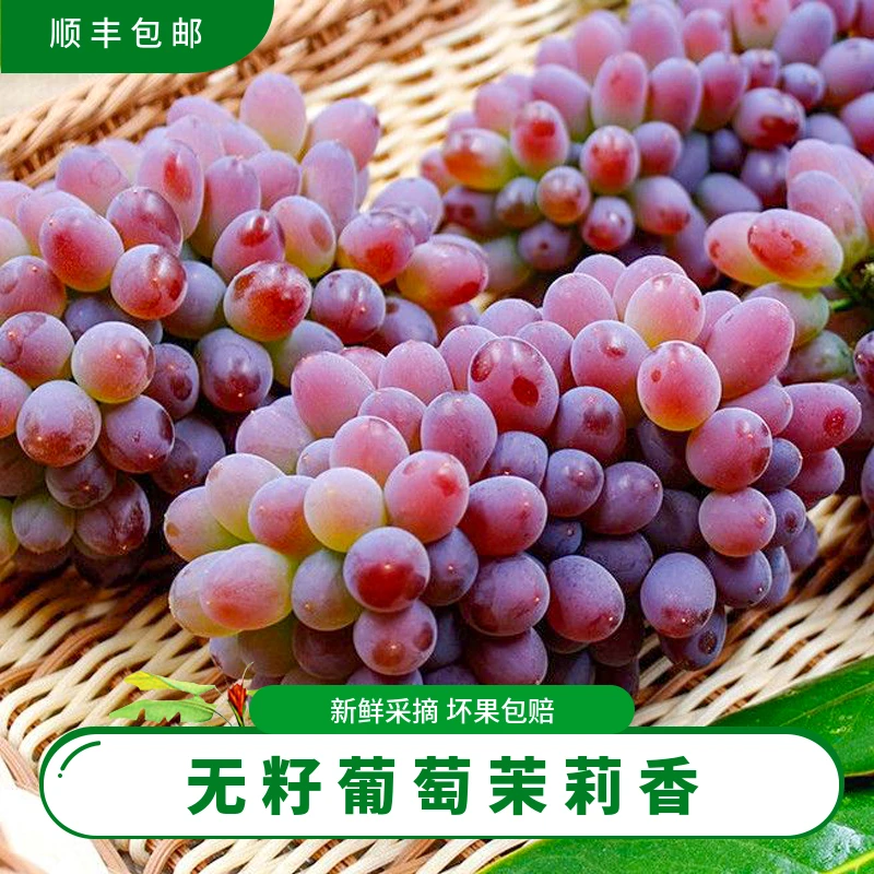 发顺丰东北茉莉香葡萄当季现装的玫瑰香水果醉金香郁金香葡萄现摘