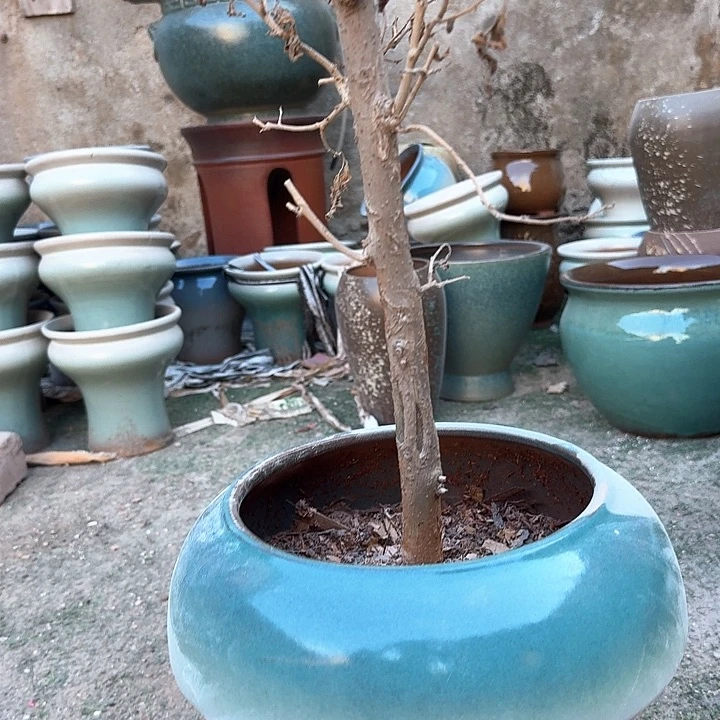 微瑕花盆啦来啦啦
