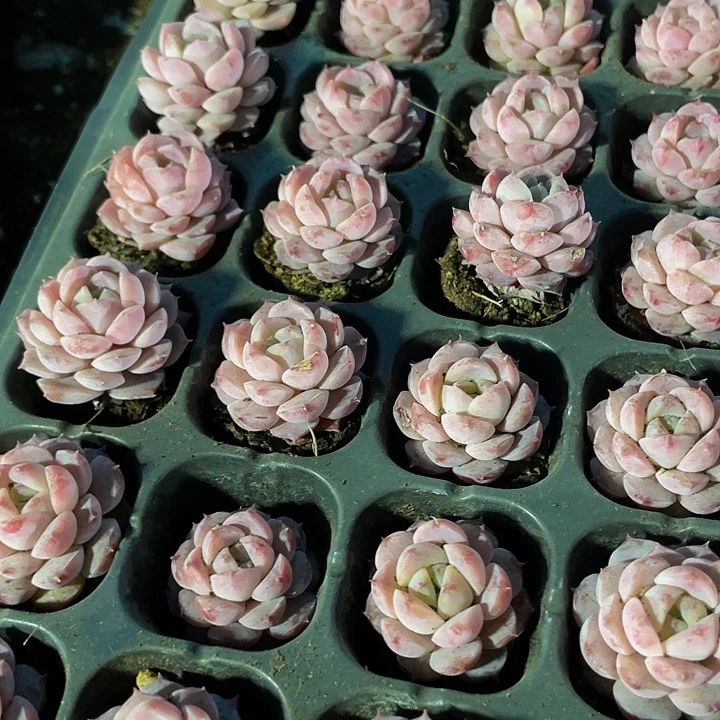 小恩宠1元带土发