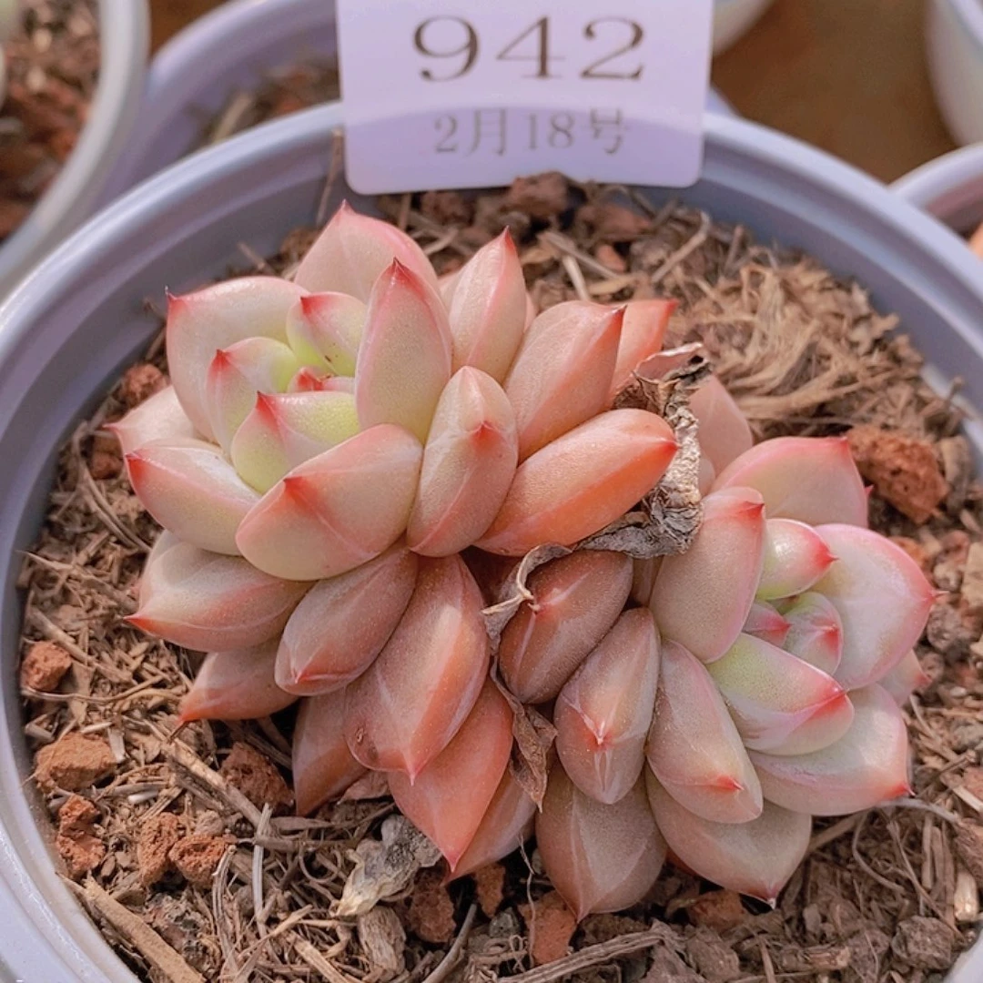 【闪购商品】云942