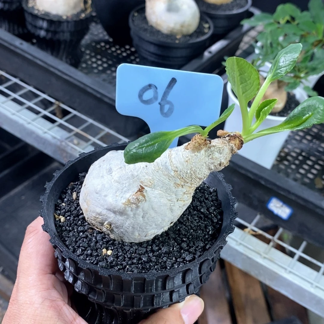 产地樱花大戢一个