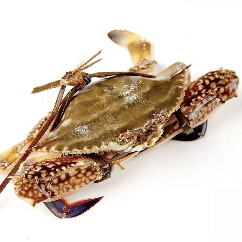 【保鲜不保活】大号母蟹3-6两一只有籽有黄3斤起拍