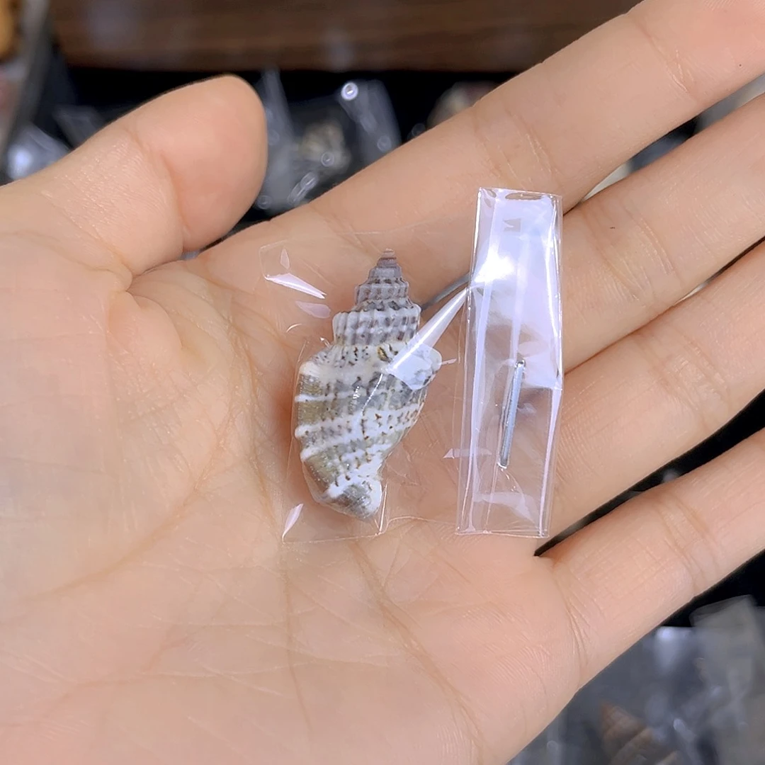 大理石磁石动***子天然贝壳海螺批发零售
