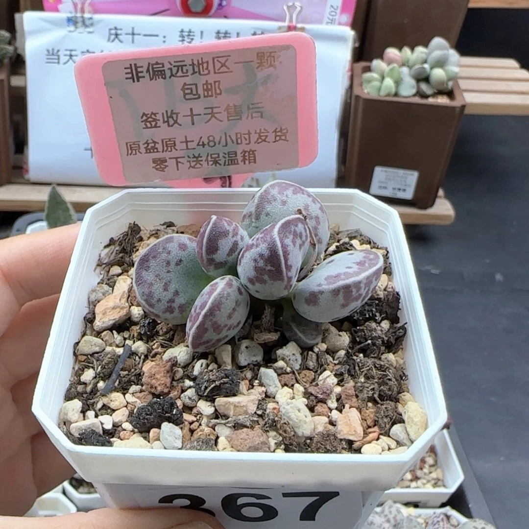 367艾薇蛋多肉植物