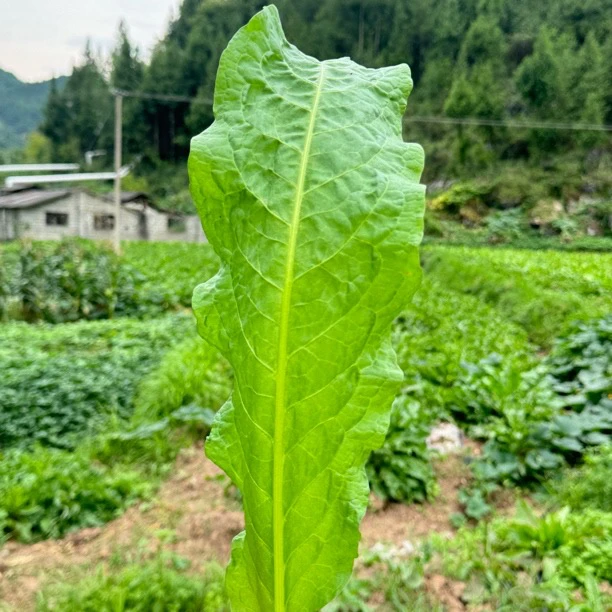 食叶草——正宗畜牧用牧草，产量高营养高吸收高，猪鸡牛羊水产均可用
