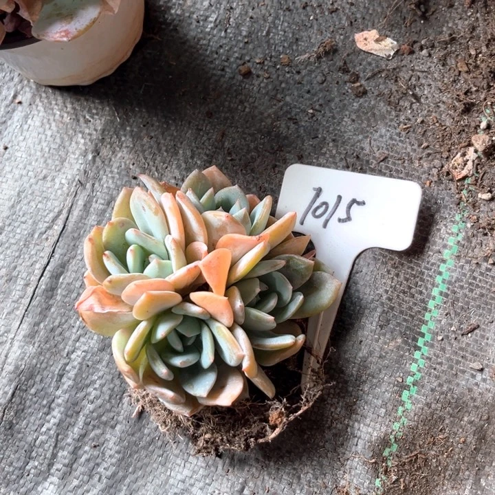 天****凤梏1015号码牌子的话题