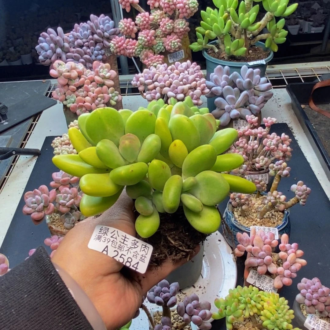 瑞****板584金蝉芒果奶多肉10c m