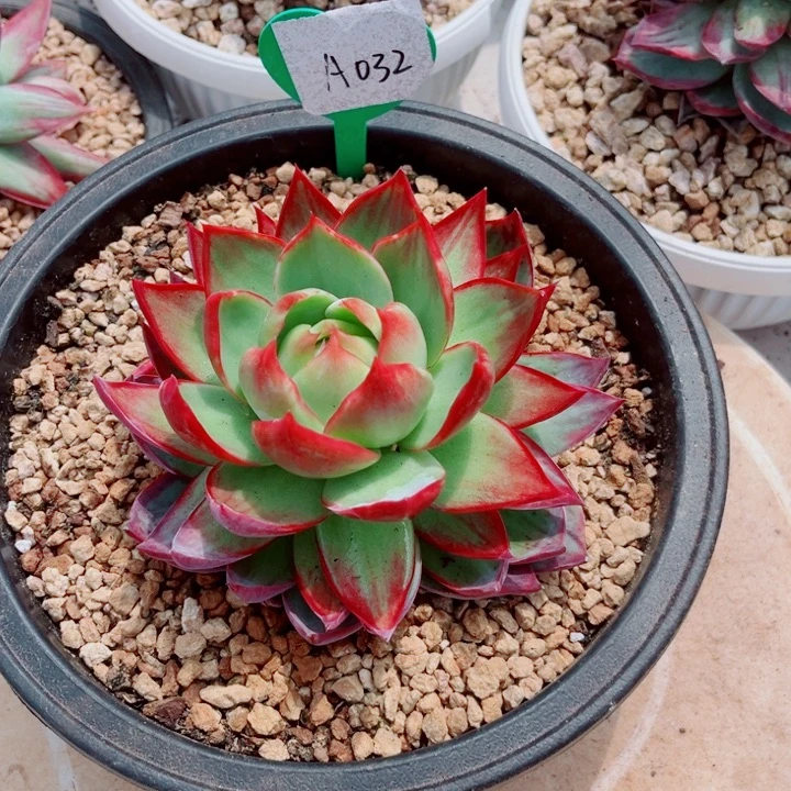 @***怀惊鸿仙子多肉植物A32