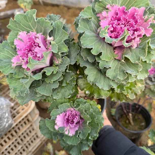 玫红褶裙鹤3个头玫瑰甘蓝耐低温零下冬日花卉