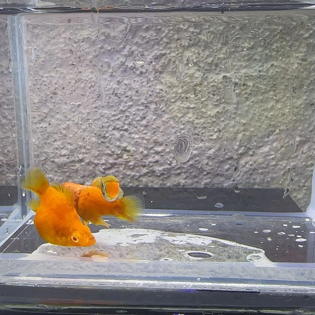 黑玛丽鱼糖果可可。20号