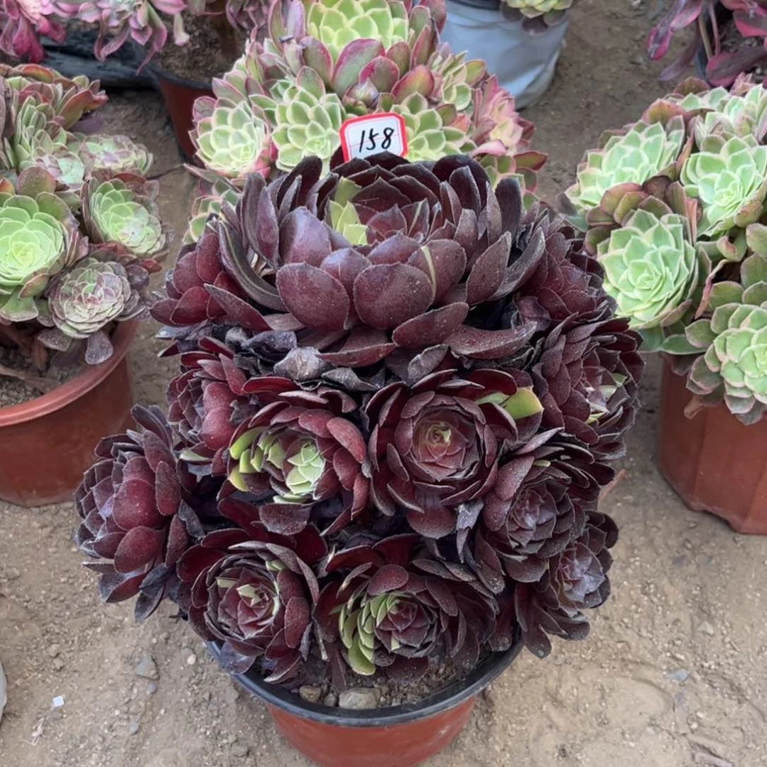158多肉植物黑牡丹