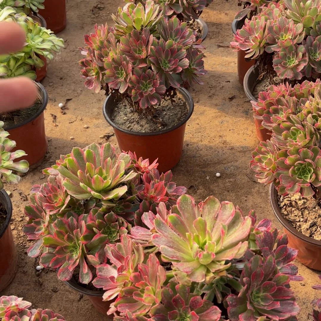 安娜法师12.8多肉植物