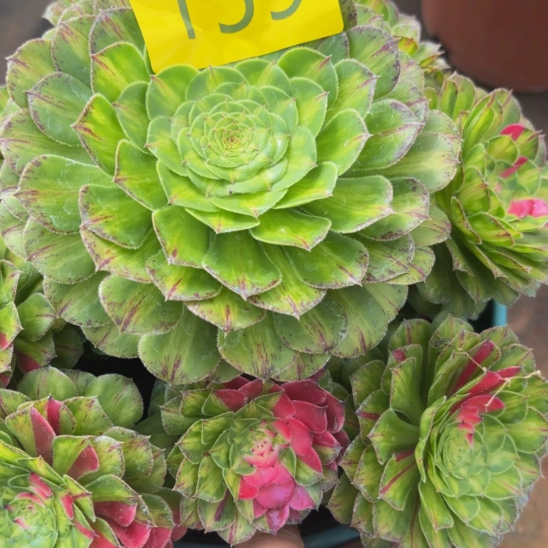 哈哈多肉葡萄福利多肉葡萄柚59