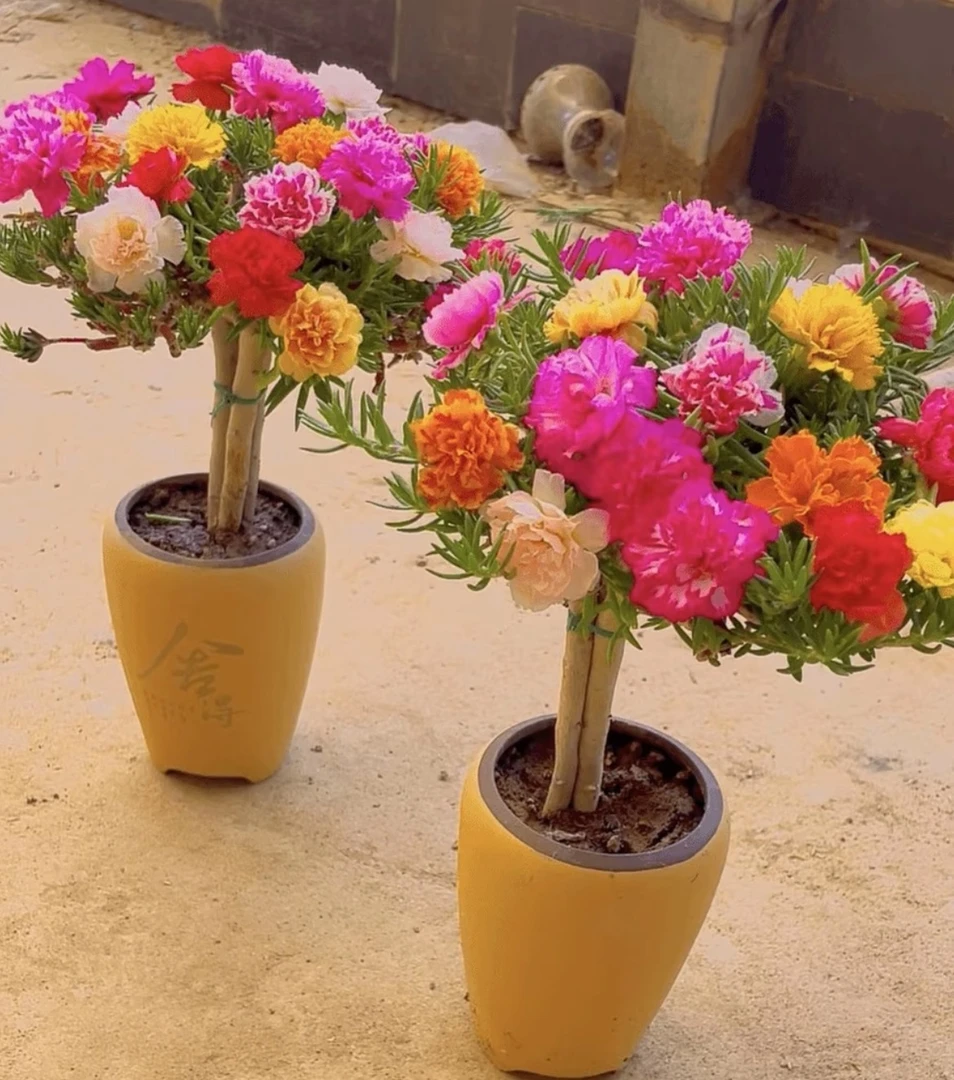 【拍一发四】太阳花老桩多年生耐热花卉阳台庭院四季开花