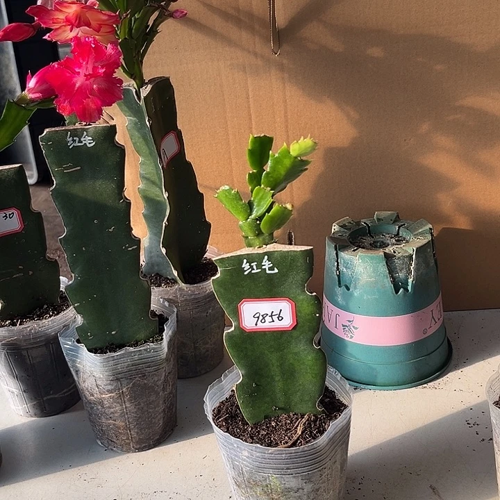 香***梅当前无花栽培后可以开花红毛